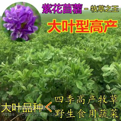 芜湖植草灌木草籽图片公司