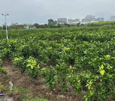 湖州批发橘苗 服务为先 台州兰欣果业供应