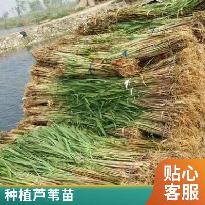 盆栽芦苇种植适合在河道公园湿地池塘地方绿化植株高大