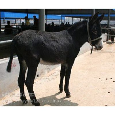 大型肉驴养殖基地 改良肉驴苗价格