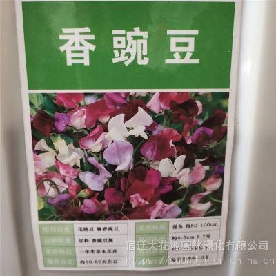 优质新草花种子 香豌豆种子 发芽*** 价格便宜 ***