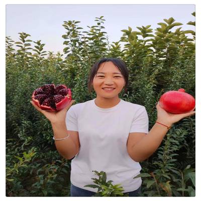 淄博石榴树苗*** 泰山红石榴苗 石榴树苗栽培技术