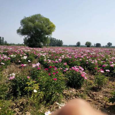 中国白芍苗赤芍苗销售产地