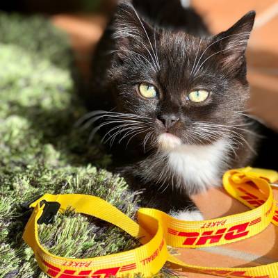 DHLʿ DHL ŷ˷˫˰