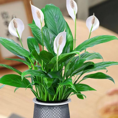 清新园花卉供应销售花卉绿植盆栽白掌(一帆风顺)市区送货