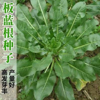 板藍草劑板藍根種子種植方法