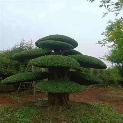 湖北对节白蜡下山货，京山对节白蜡盆景，荆门对节白蜡树桩-28公分造型价格