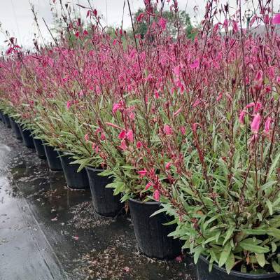 四川出售山桃草杯苗的基地山桃草批发价格3060高山桃草