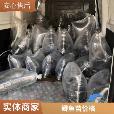 港发水产 专业淡水鱼 鲫鱼苗 存活***快速发货 可批发提供技术指导