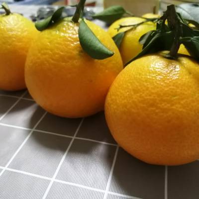 千思黄美人柑橘苗 晚熟柑橘树苗高糖度新品种基地