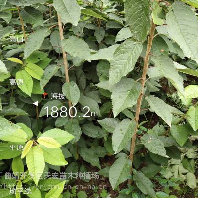 车厘子红灯大樱桃云南大樱桃四川车厘子批发贵州大樱桃
