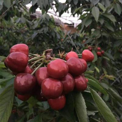 吉塞拉樱桃苗供应 车厘子樱桃苗产地3年 正一 指导种植