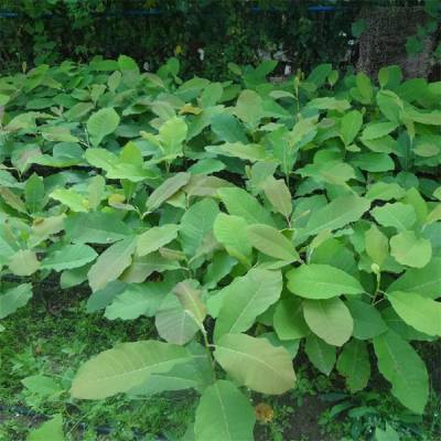 基地出售日本厚朴树苗 庭院露地开花造景花苗 园林绿化工程苗