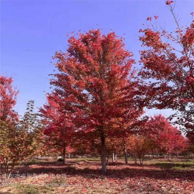 丛生美国红枫3公分5公分8公分10公分红点红枫树