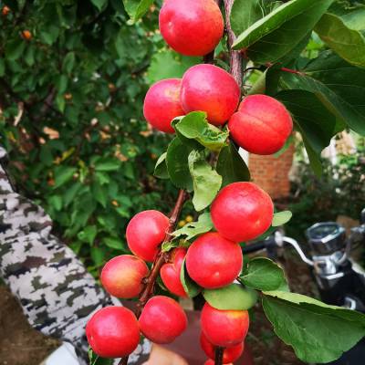 4年生大扁杏苗 丹麦杏树苗 金农苗木常年供应