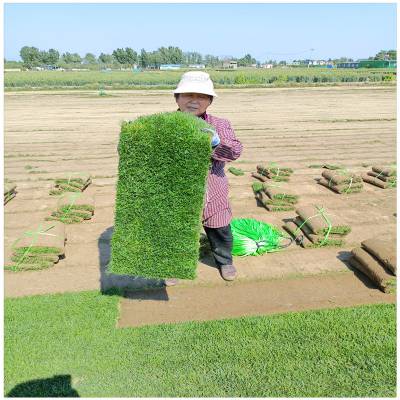 济宁草坪一平方多少钱 现货供应四季草坪价格