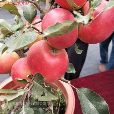 中秋王苹果苗 维纳斯黄金苹果树种植时间 苹果苗