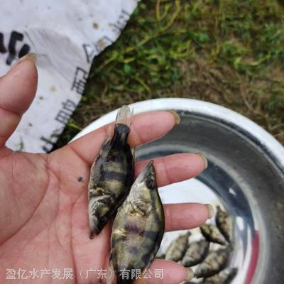 菏泽成武县 肉食性桂鱼苗 季花鱼苗 渔场桂花鱼苗