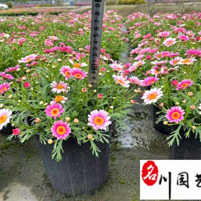 玛格丽特苗圃基地批发 成都月季花卉批发 花色多规格齐全 园林工程厂区小区观赏花卉