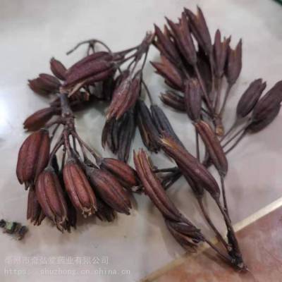 六轴子/闹羊花子/八里麻/羊踯躅子产地批发