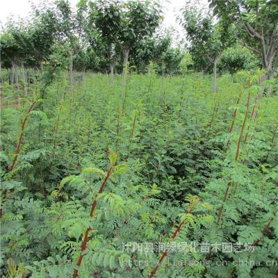 苗圃出售黄刺玫 花境花坛绿化 盆栽道路风景 黄色花灌木 易栽培好维护