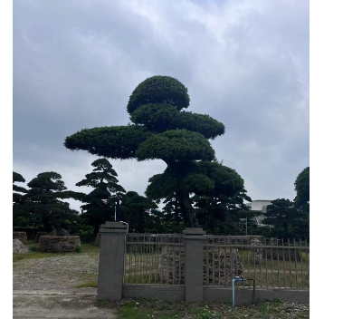 广东造型盆景多少钱 深圳市宝安区罗汉松园供应