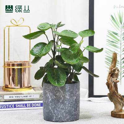 绿丛园林武汉植物圆叶福禄桐好养护客厅茶室书房小树植物***办公室桌面净化绿植盆栽上门金钱兜石纹水泥盆