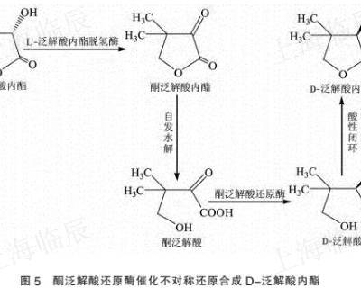 品质泛解酸内酯599-04-2 上海临辰供应