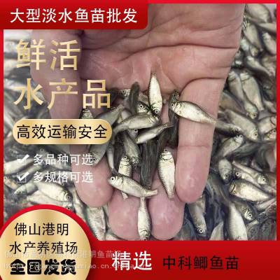 出售洛阳鲫鱼苗水花-湘云鲫鱼苗报价-银鲫鱼苗品质可靠-大量供应