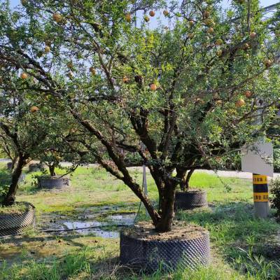 庭院古桩石榴 古桩石榴基地 百年石榴树 别墅石榴种植