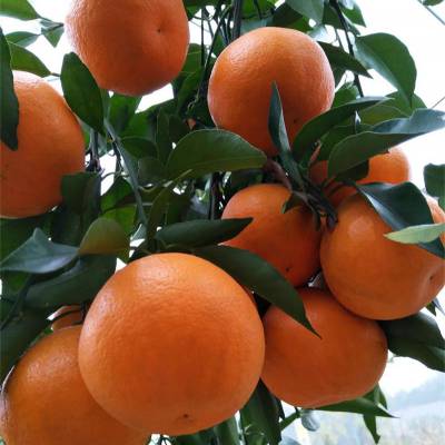 大型果苗柑橘苗培育基地千思农林供应晚熟杂柑明日见苗