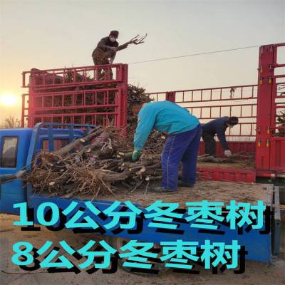 批发八公分冬枣树苗 带土球包装 10公分地栽冬枣树苗基地