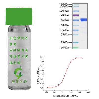 Recombinant IFN-gamma Protein 重组蛋白鼠源 动物活性 瑾萱生物