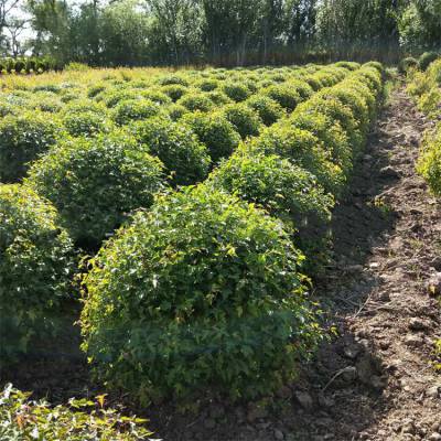 苗圃出售三角枫球绿化苗 工厂校园道路两侧中央绿化带种植苗 茶条槭