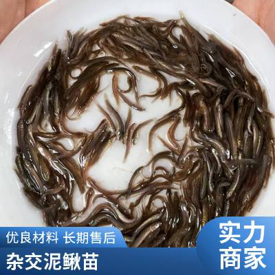 各种泥鳅苗批发 适应能力强 本地繁育 渔场直发 港发水产