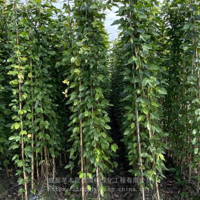 杯苗藤本植物,爬坡植物油麻藤,油麻藤价格