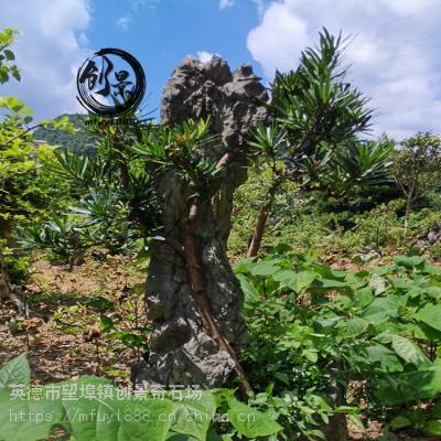 附树石盆景假山石材-深圳英德石假山制作-供应庭院英石峰石厂家