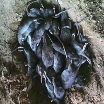 鄱阳抓老鼠师傅电话 写字楼灭鼠 解决您的烦恼