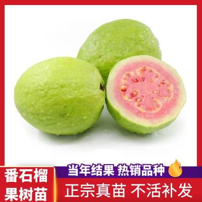 ޽ӷʯⷬʯϷֲ