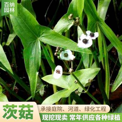 百纳 河岸溪边草本植物 园林造景绿化茨菇苗基地供应