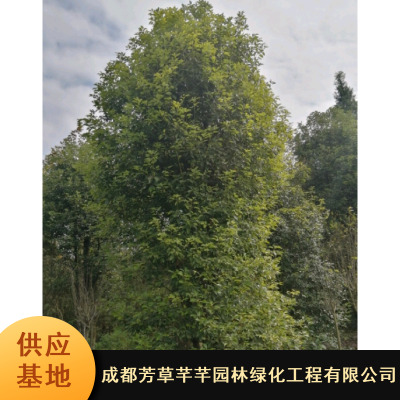 18公分耐寒香樟树_丛生香樟树_庭院绿化全冠香樟树***格