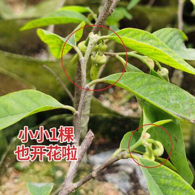 凤梨释迦果树苗 番荔枝树苗 嫁接苗庭院盆栽南北方地栽