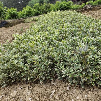 金边黄杨树 都昌园林绿化 黄杨树