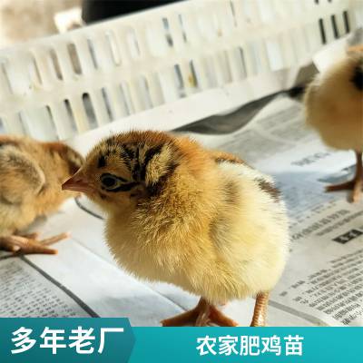 鑫天宏 散养出壳农家小鸡苗 农家养殖出栏抗病耐寒青脚麻鸡