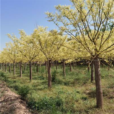 金枝槐树6-7-8-9-10公分黄金槐装车带土球小区绿化