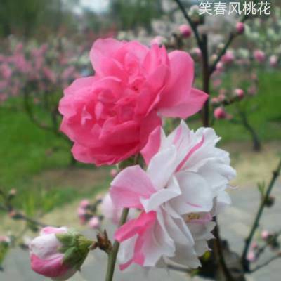 春丰桃花盆栽苗子 桃花盆栽苗木 盆栽桃 盆栽桃苗 盆栽桃树 盆栽桃树苗 盆景桃 盆景桃苗 盆景桃树