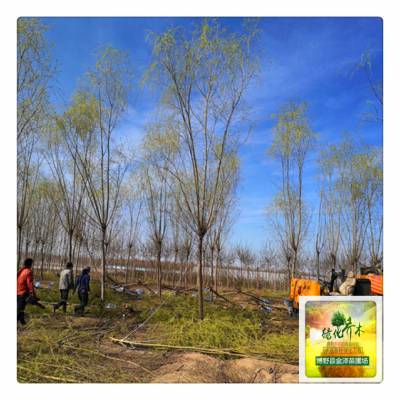 河北金丝垂柳-金丝柳树基地-常年供应-金泽苗圃场-现场打号