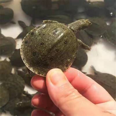 人工饲养甲鱼苗 珍珠鳖苗养殖技术 活体运输台湾鳖苗