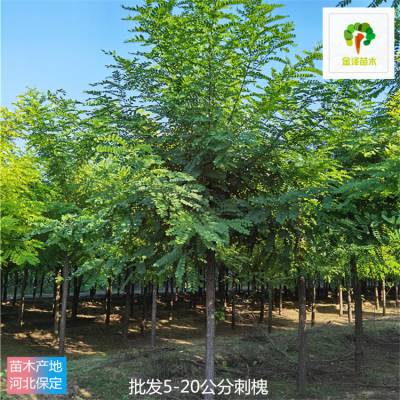 新疆昌吉刺槐树-11公分刺槐-景观苗木-欢迎采购