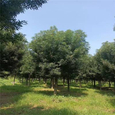 21222530公分白蜡丛生金叶白蜡街道庭院装饰树栽培简易